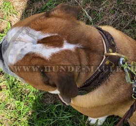 Exklusives Lederhalsband mit Flechten für Englische Bulldogge