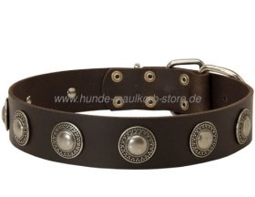 Collar with Conchas for dogs| Collar of Leather