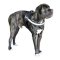 Reflektierendes Cane Corso Geschirr Nylon Multi-Funktionalität