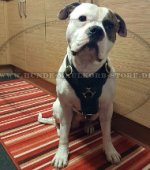 Bulldogge Geschirr Echtleder für Diensthundbereich