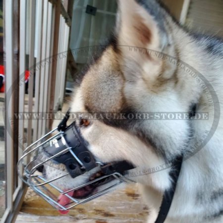 Leichter Beißkorb Draht für Alaskan Malamute