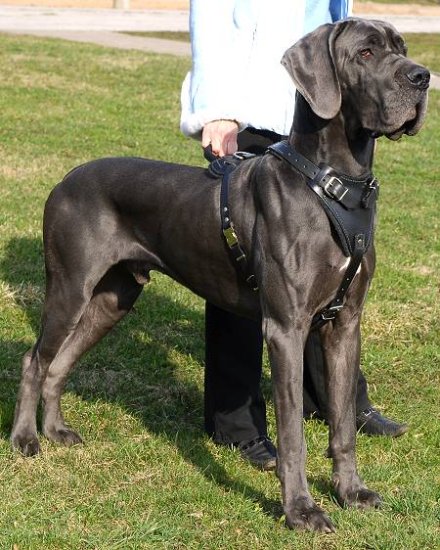 Attack Leather Dog Harness for Great Dane
