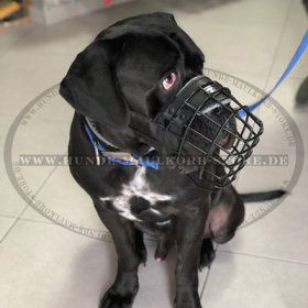 Cane Corso Maulkorb, gummierter Beisskorb toller Qualität❺