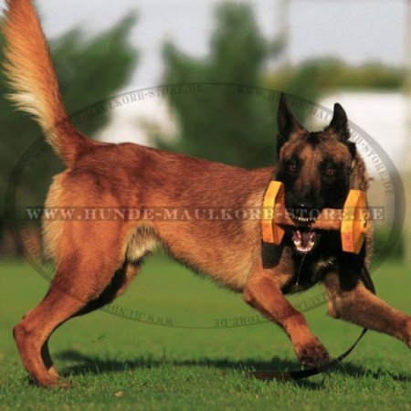 IGP Gewichte für Hundesport und Hundetraining