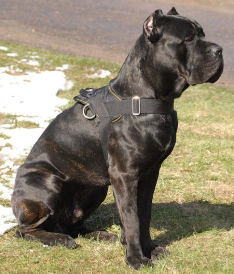 Hundegeschirr K9 kaufen für Cane Corso, große Hunderassen❺