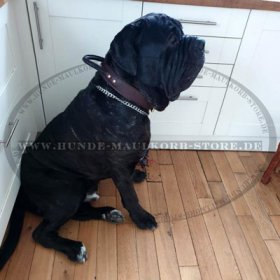 Mastiff Halsband mit Handschlaufe für Agilität und Training