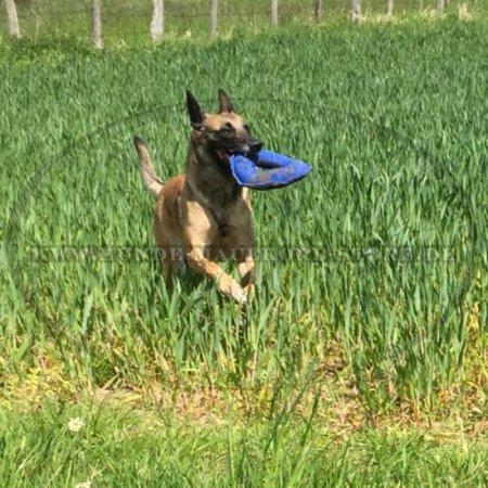 Originelles Beissspielzeug für Malinois aus French Linen