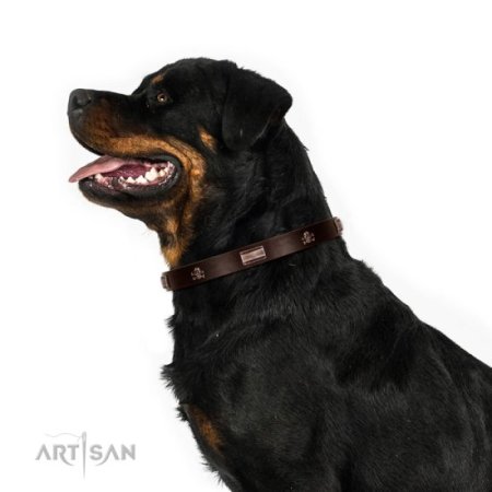 Hundehalsband aus Leder mit Piraten Nieten