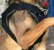 Malinois K9 Sportgeschirr mit Brustplatte für Allwetter