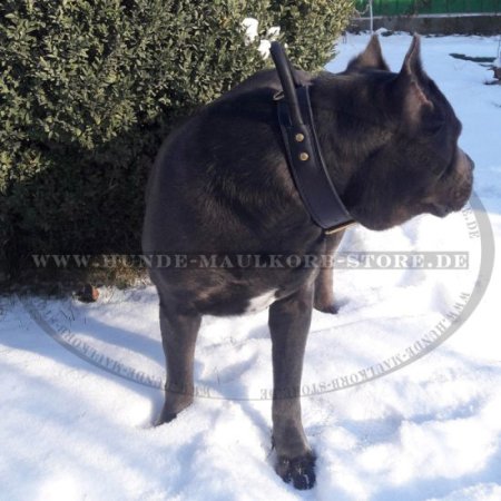 Breites Hundehalsband aus Echtleder mit Griff für Cane Corso