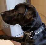Labrador Hundehalsband aus Nylon mit Klettlogos