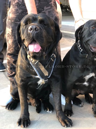 Hundegeschirr Leder für Cane Corso Hetzgeschirr Perfektes!