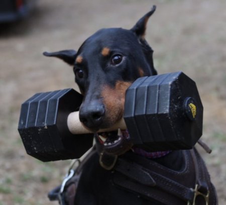 K9 Hundegeschirr für Dobermann Hund