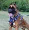 Boxer Leather Harness with Design American Pride