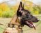 Olied Leather Collars Exclusive for Shepherds, Belgian Malinois