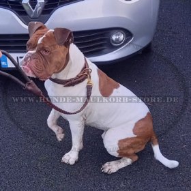 Amerikanische Bulldogge Lederhalsband 25 mm mit Flechten