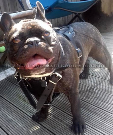 Kleines Hundegeschirr für Französische Bulldogge