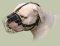 Wire Basket Dog Muzzle for American Bulldog