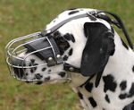Dalmatian - Beste Hunde Maulkörbe
