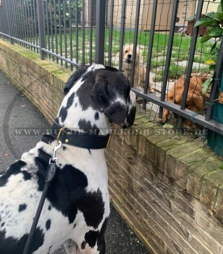 Deutsche Dogge Klassisches Lederhalsband, zweilagig