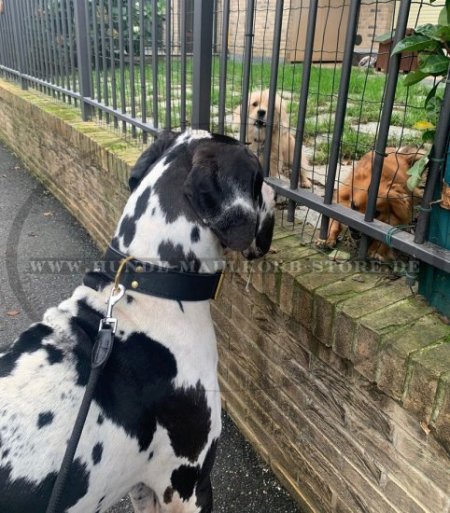 Deutsche Dogge Klassisches Lederhalsband, zweilagig