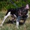 Hundegeschirr aus Leder mit Nieten für Franz. Bulldogge ❂ ❂