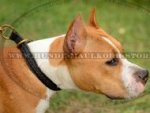 Erziehungshalsband mit geflochtenem Dekor für Amstaff