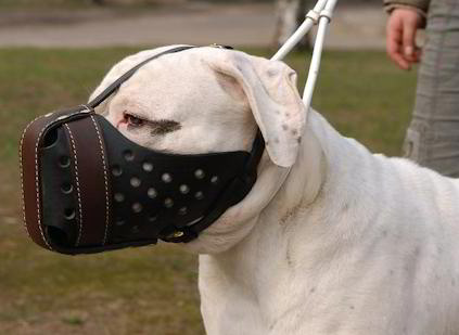 Leather muzzle for American Bulldog