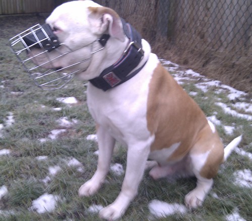 wire dog muzzle fro bulldog