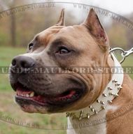 Hundehalsband für Jeden Tag weiß für Amstaff Hundehalsband für Jeden Tag weiß für Amstaff