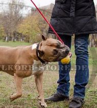 Hundeball aus Gummi für Amstaff