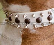Originelles Nieten-Mix Hundehalsband für Amstaff Originelles Nieten-Mix Hundehalsband für Amstaff