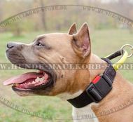 Amstaff perfektes Nylon Halsband