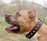 Designer Halsband aus Fettleder für Amstaff