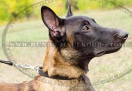 Dog Collar for Malinois. Working Dog Gear