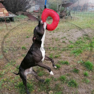 Originelles Beissspielzeug für Hunde aus French Linen