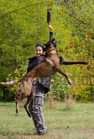 Bite Dog Toy for Tug Games with Belgian Malinois