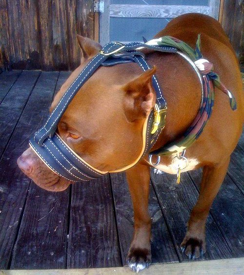Best leather nappa dog muzzle for pitbull