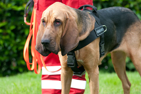 Bloodhound dog nylon  harness DE