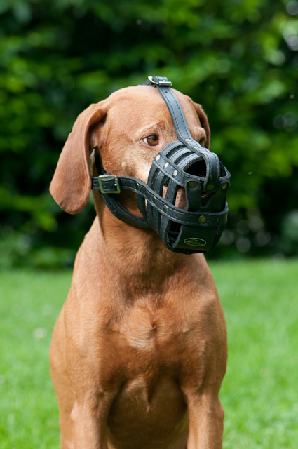 Light leather dog muzzle