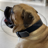 Zweilagiges Lederhalsband für Bullmastiff Trainings