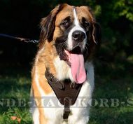 Gepolstertes Ledergeschirr ideal für Moskauer Wachhund Gepolstertes Ledergeschirr ideal für Moskauer Wachhund