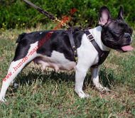 Leather walking dog harness for French Bulldog and Small Ones!