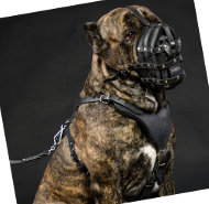 Maulkorb Leder für Cane Corso | Ledermaulkorb Perfekte Lüftung