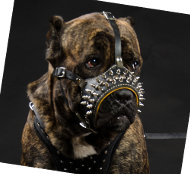 Dog Muzzle Leather for Cane Corso | Spiked Muzzle for Big Dogs