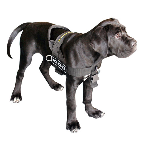 Cane Corso dog nylon  harness DE