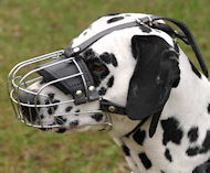 Dalmatian wire basket muzzle