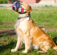 Maulkorb Leder für Golden Retriever | Bemalter Beißkorb ?