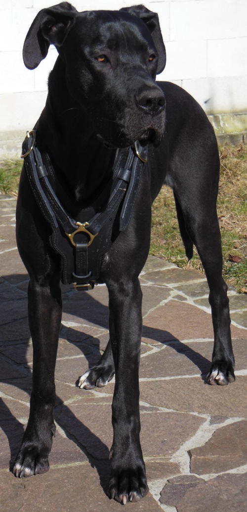 Great Dane Harness Exclusive