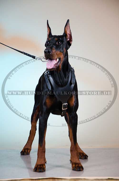 Sport Harness for Doberman